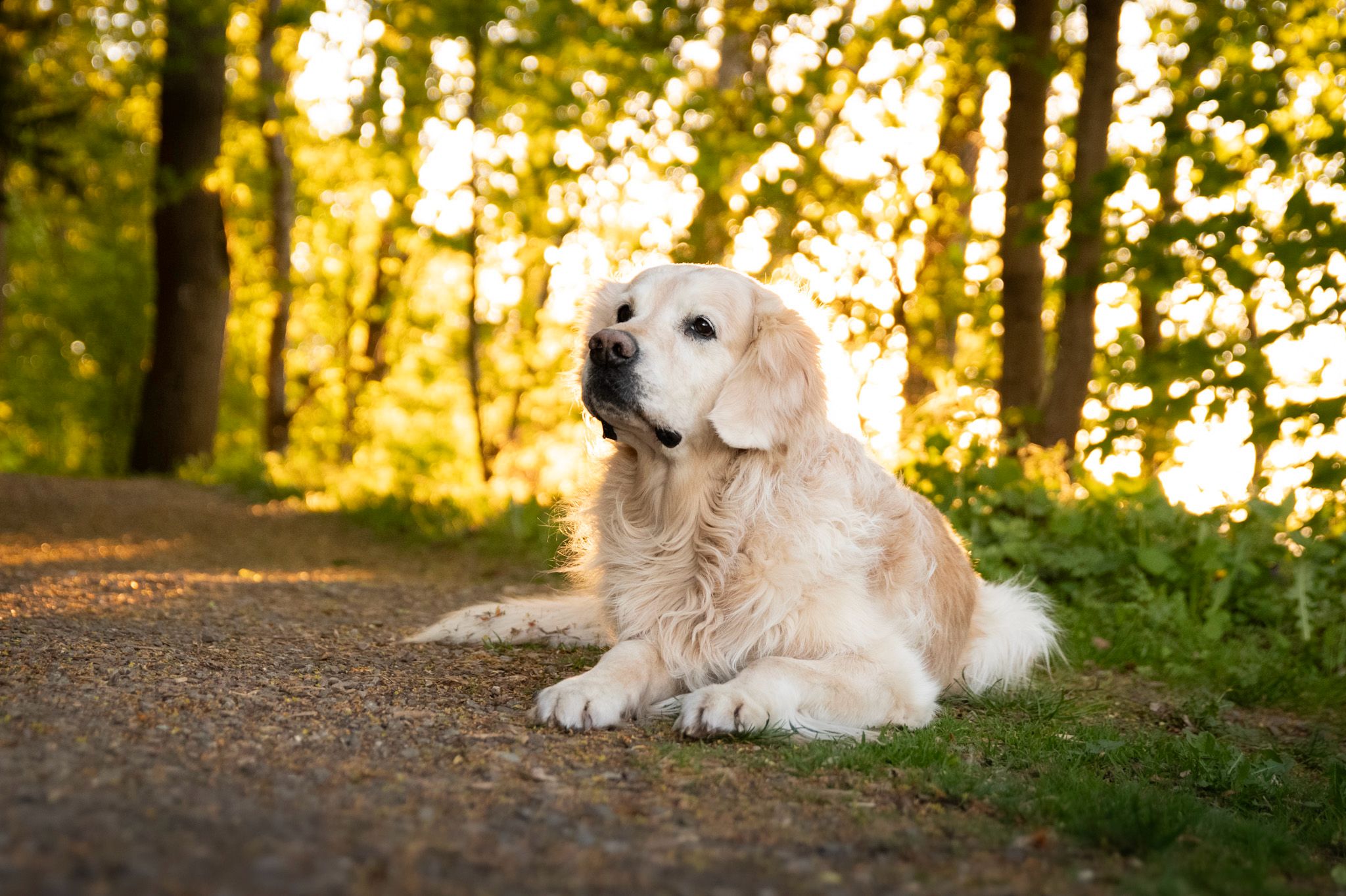 Golden Retriever im goldenen Abendlicht des Waldes