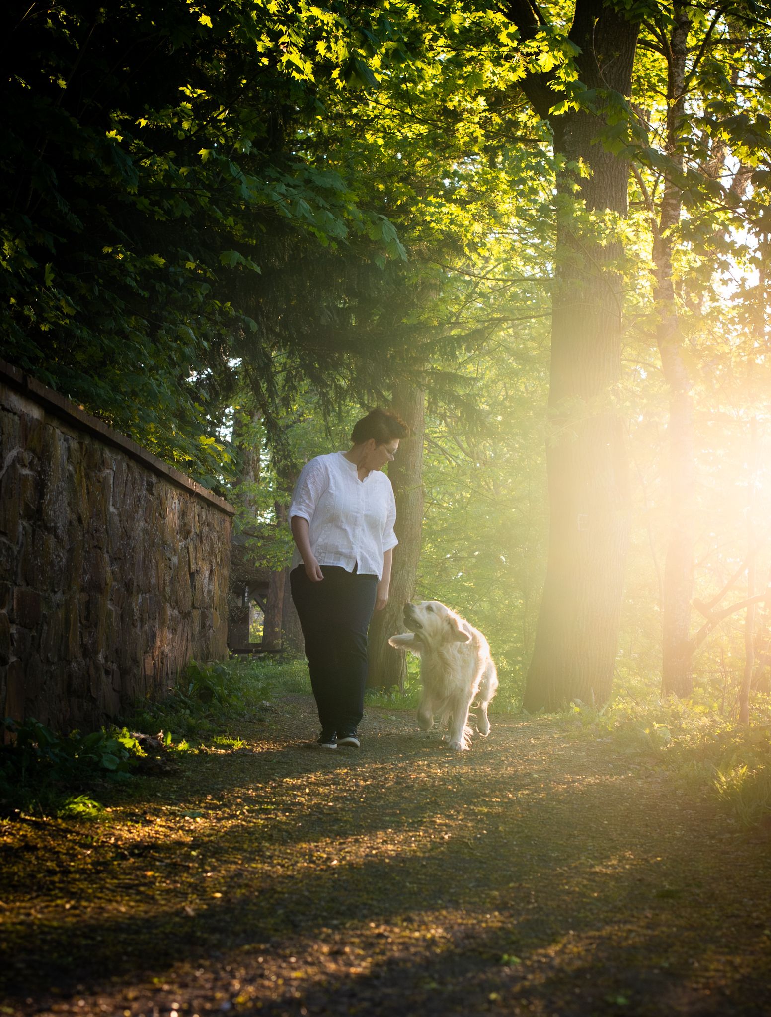 Spaziergang mit Golden Retriever im Abendlicht des Waldes