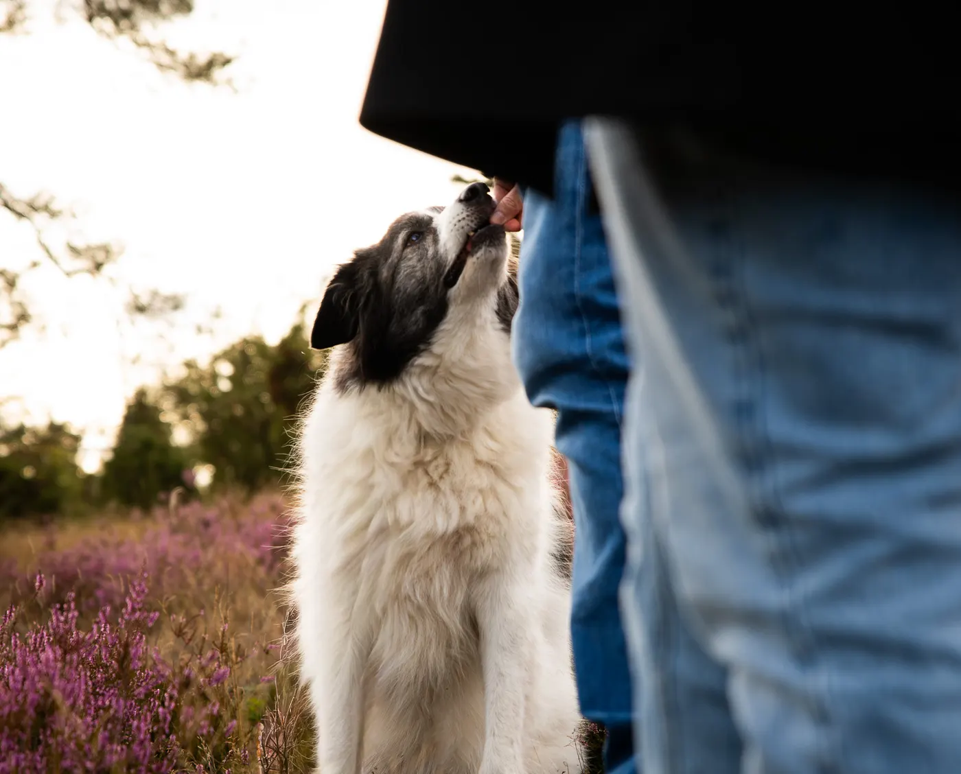 Hund blickt in der Heide aufmerksam zu seinem Menschen hinauf
