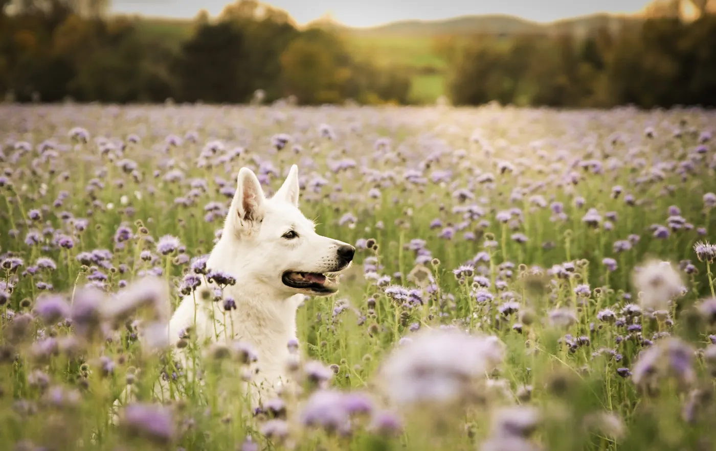 Weißer Schäferhund steht in einem Meer aus lila Blüten