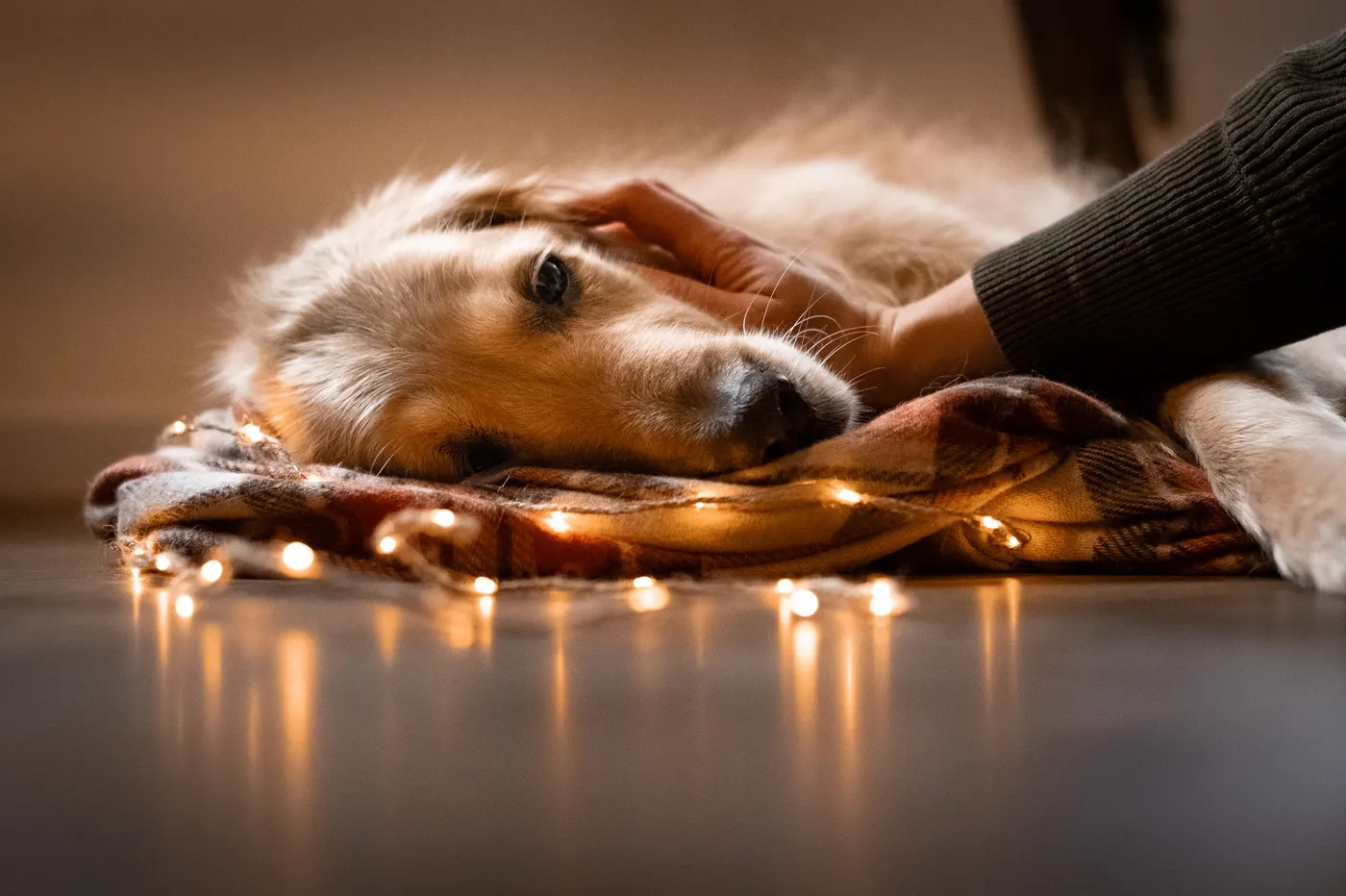Hund genießt Streicheleinheiten auf einer Decke mit Lichterkette