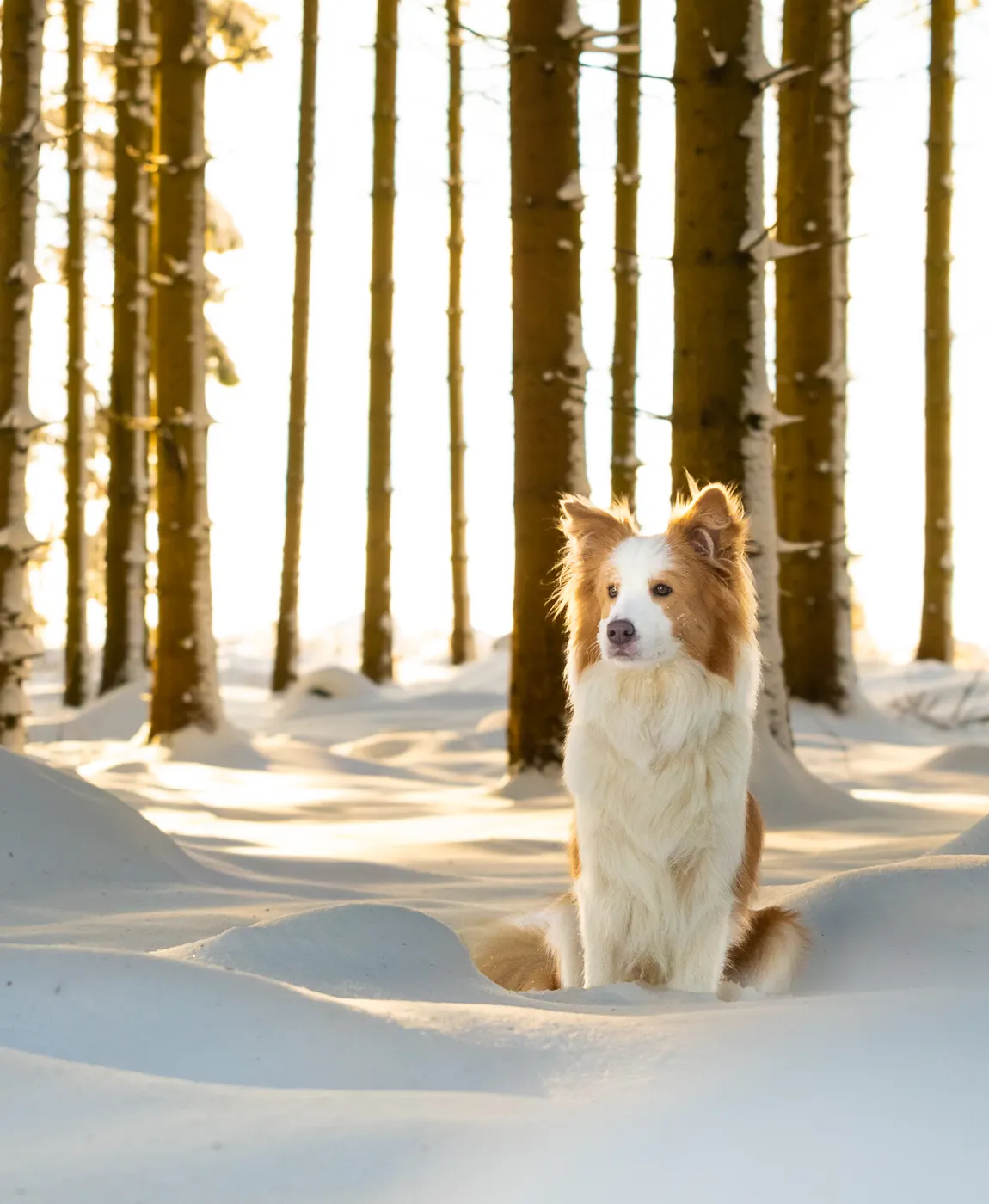 Rot-weißer Hund sitzt im Schnee zwischen hohen Baumstämmen