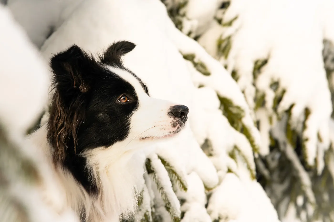 Border Collie im Profil neben einem schneebedeckten Zweig