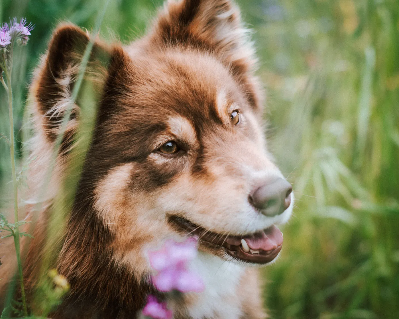 Fröhlicher brauner Hütehund lacht in die Kamera