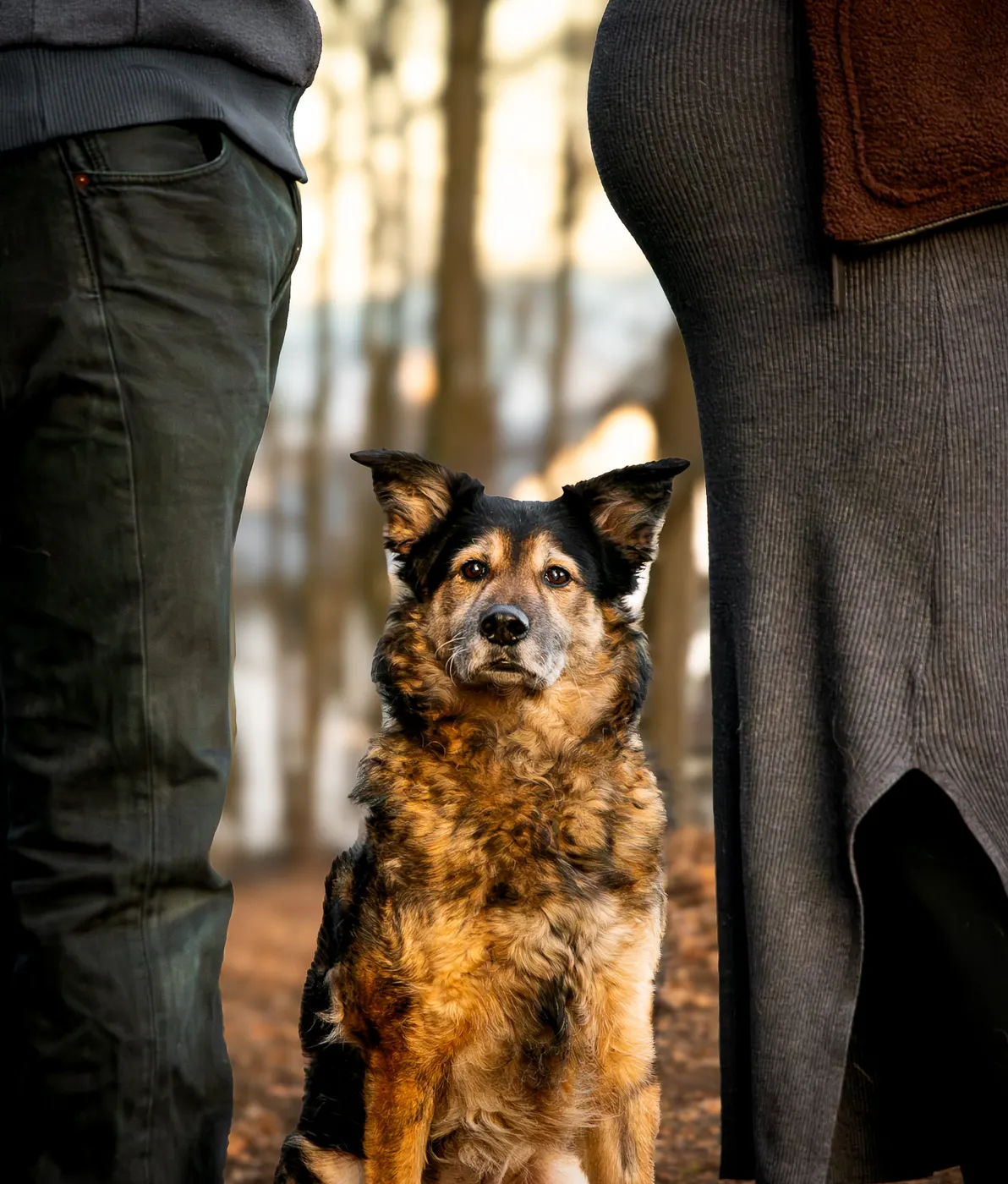 Hund sucht Nähe zwischen den Beinen seines Menschen im Wald