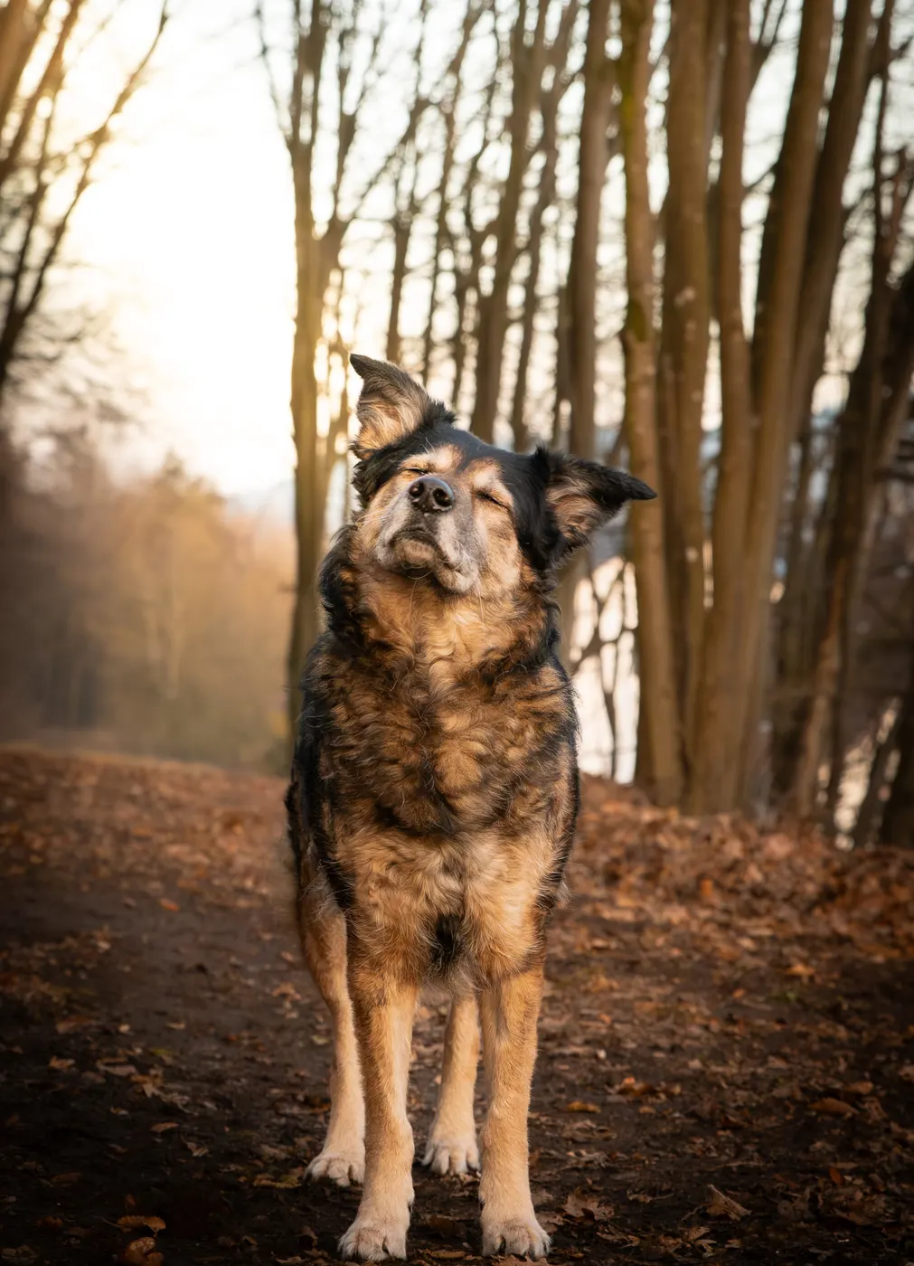 Mischling steht aufmerksam im herbstlichen Wald