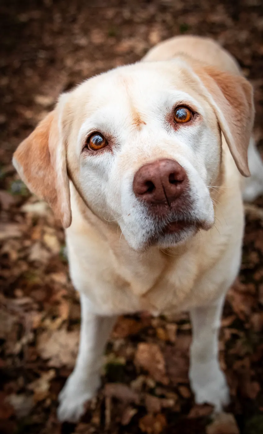 Heller Labrador schaut mit treuen Augen nach oben