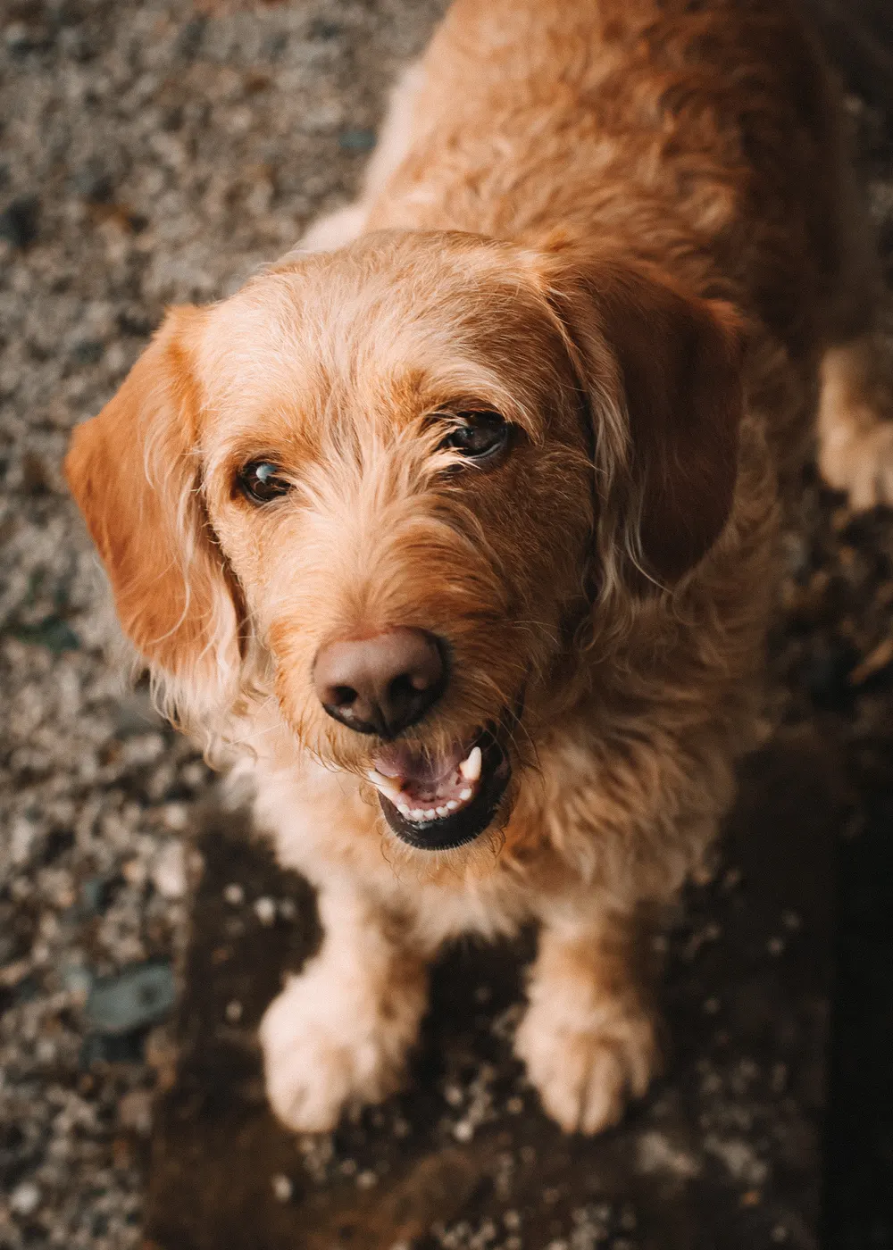 Goldbrauner Hund blickt fröhlich nach oben im Herbstlaub