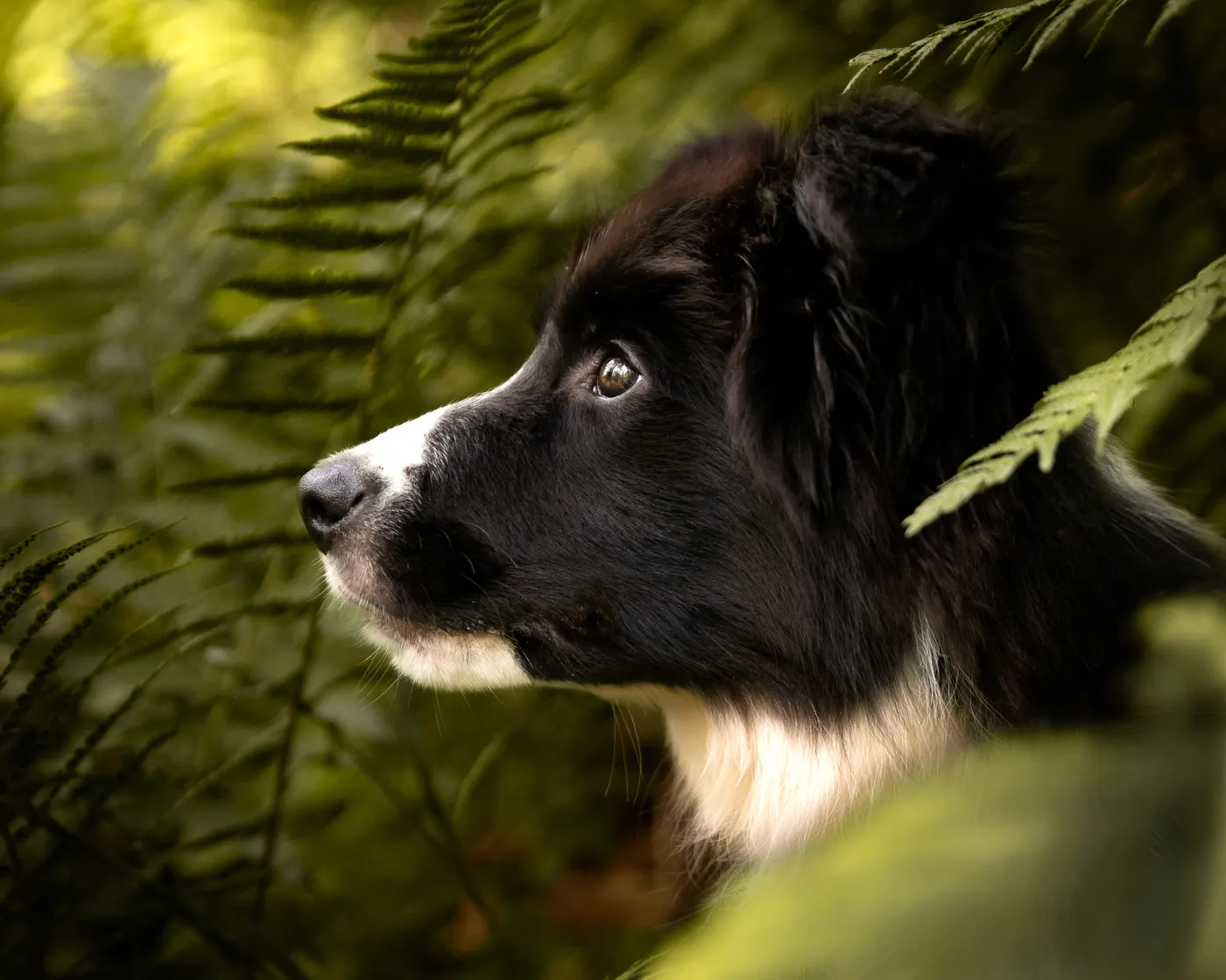 Schwarzer Border Collie im Profil hinter grünen Farnwedeln