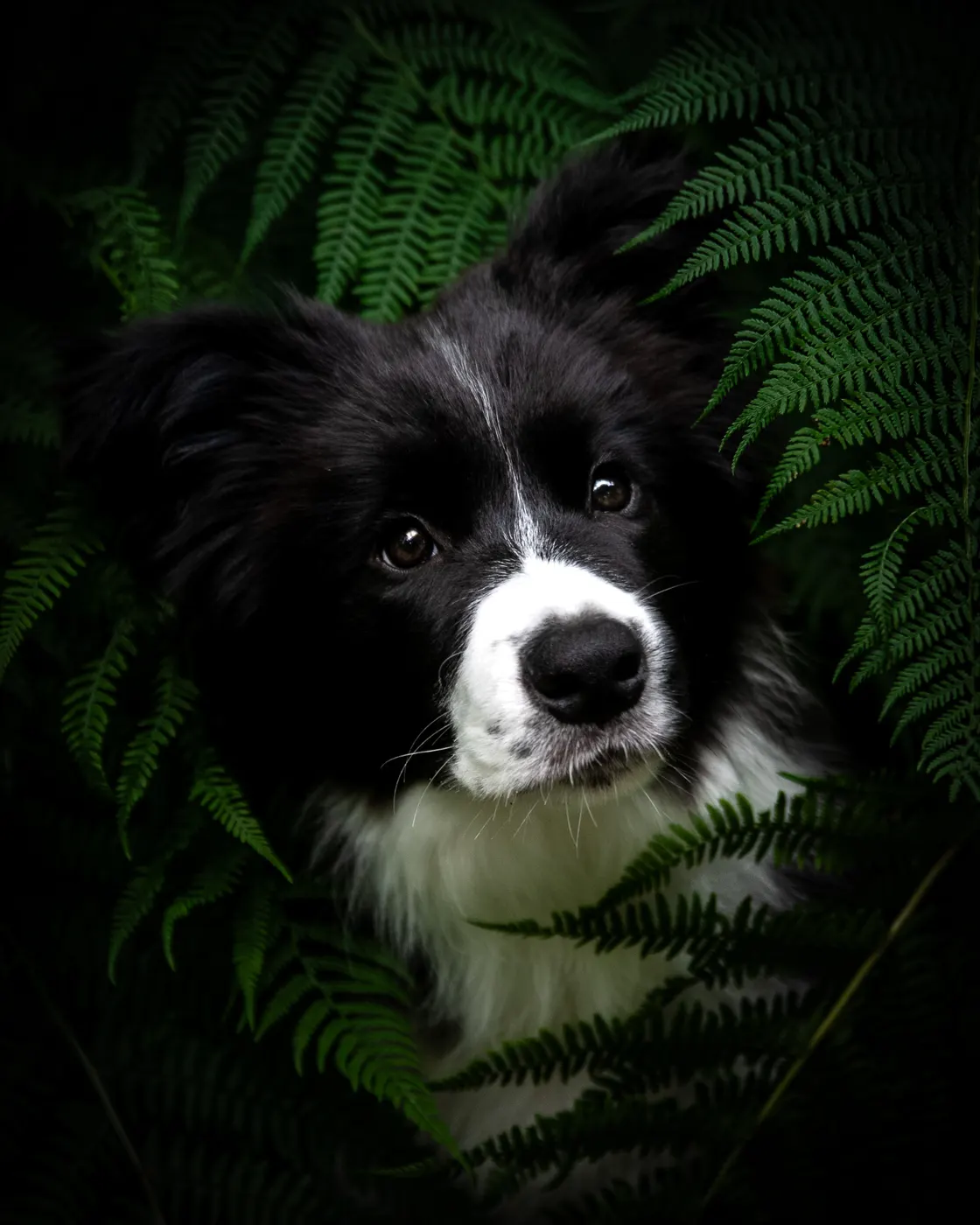 Schwarz-weißer Border Collie lugt zwischen Farnblättern hervor