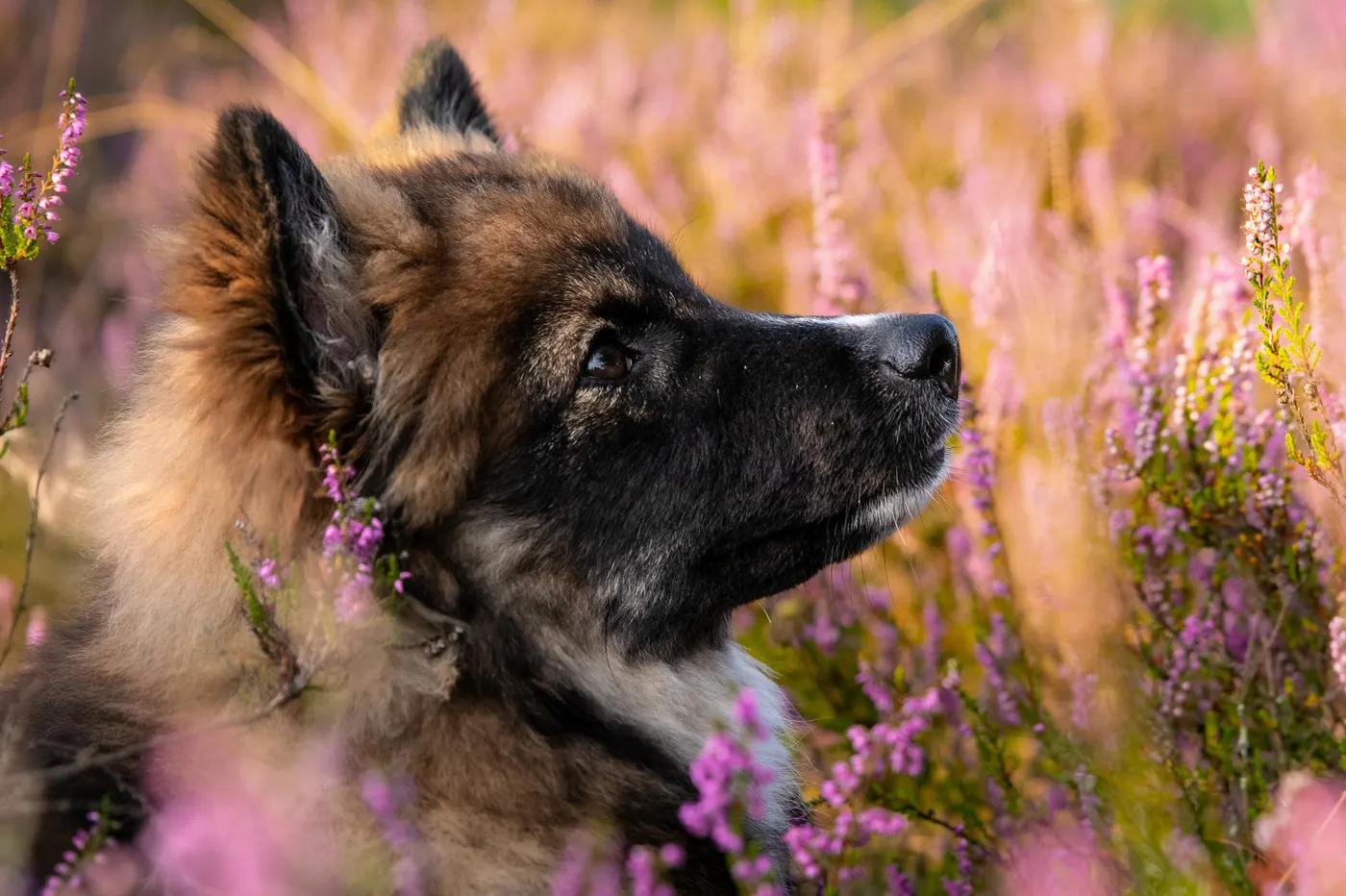 Dunkler Schäferhund-Mix im Profil zwischen Heideblüten