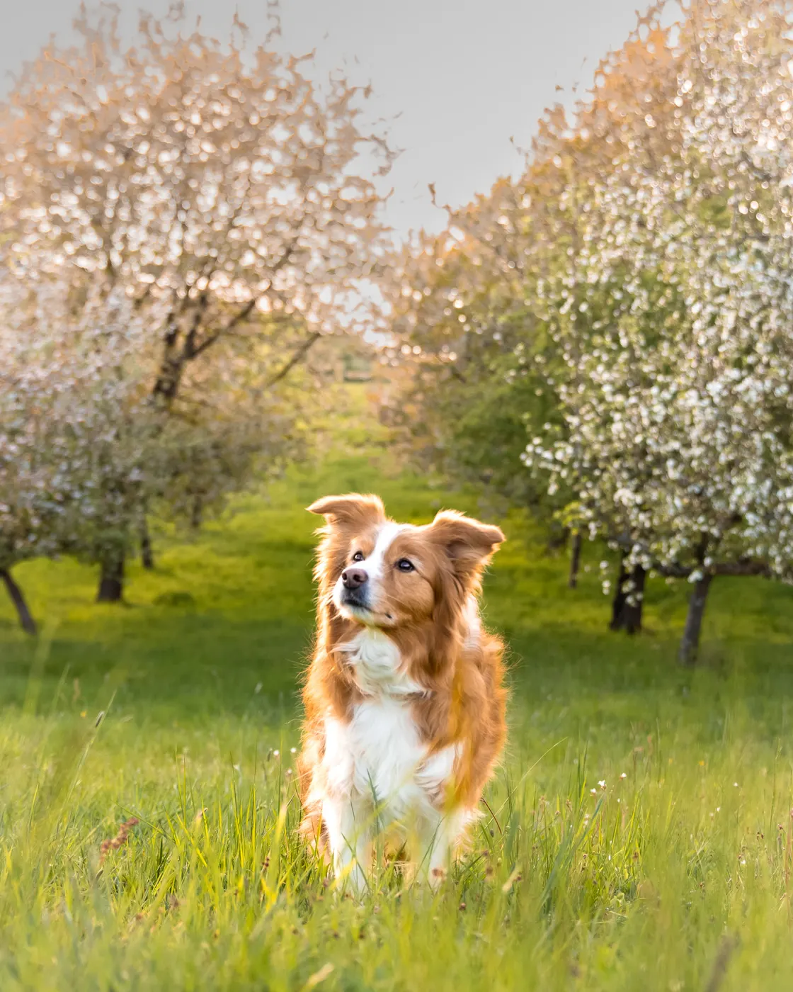 Rot-weißer Hund steht unter blühenden Obstbäumen