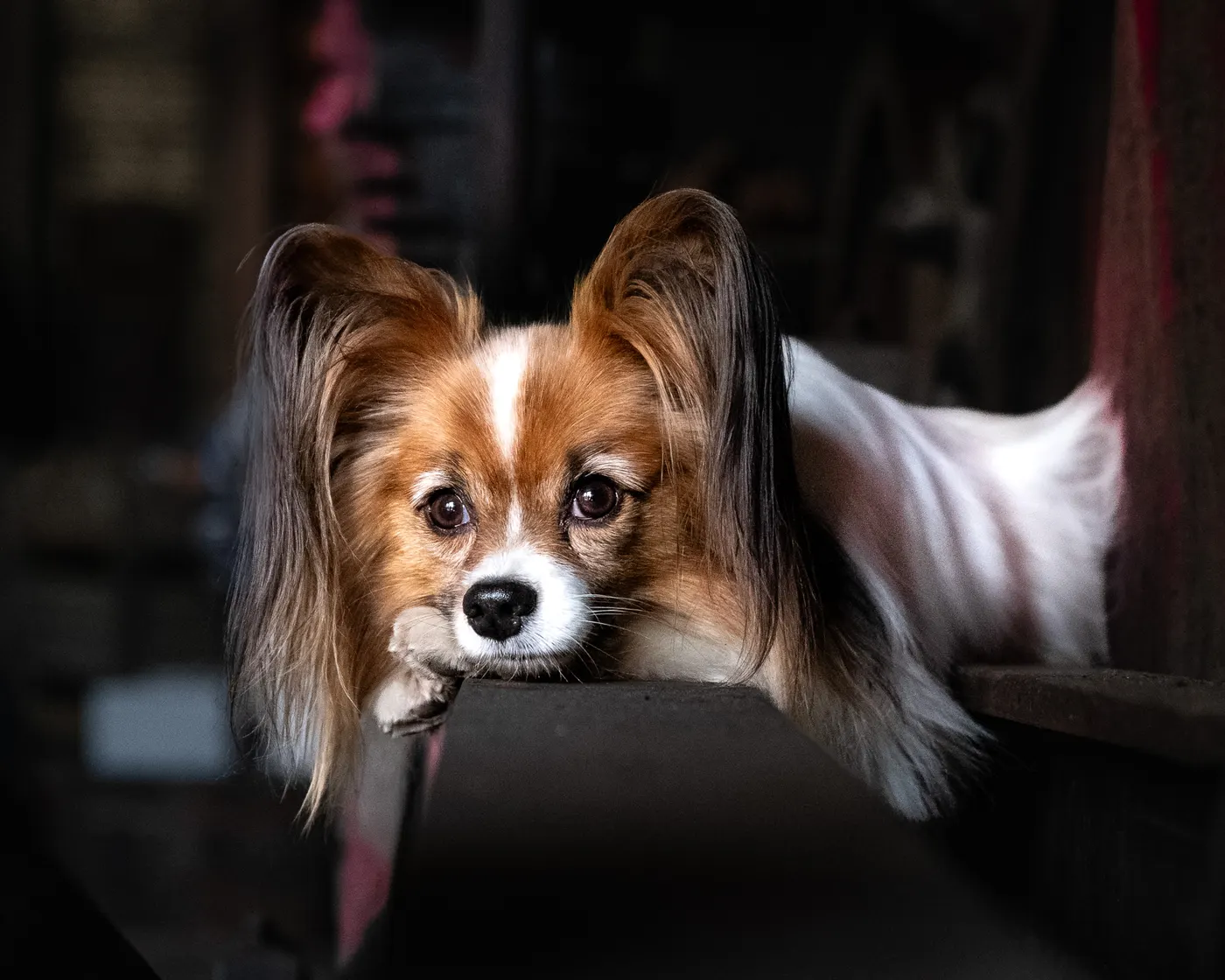 Papillon ruht mit dem Kopf auf einer alten Bank