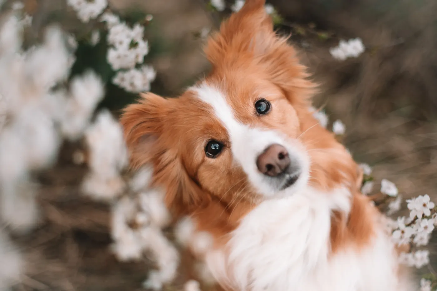 Rot-weißer Collie zwischen weißen Frühlingsblüten