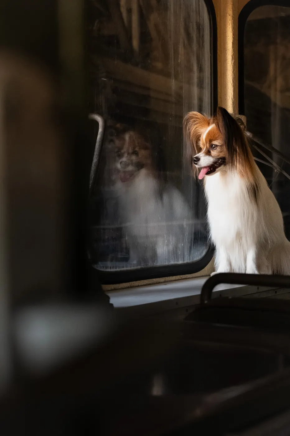 Papillon sitzt am Fenster eines alten Eisenbahnwaggons