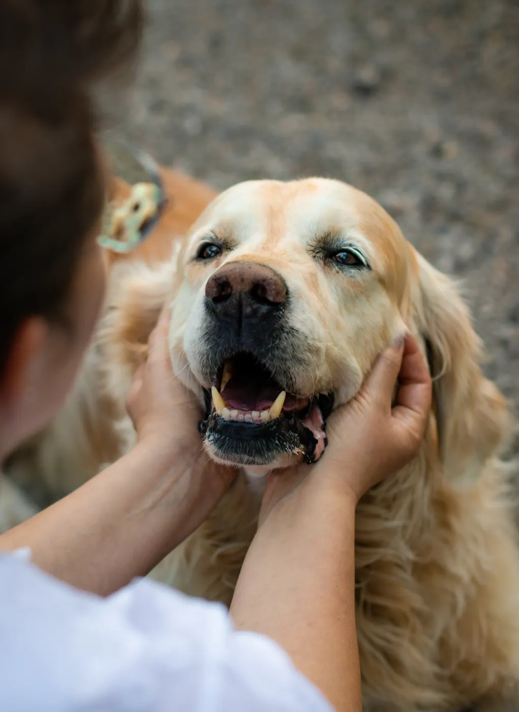 Golden Retriever wird liebevoll an den Wangen gekrault
