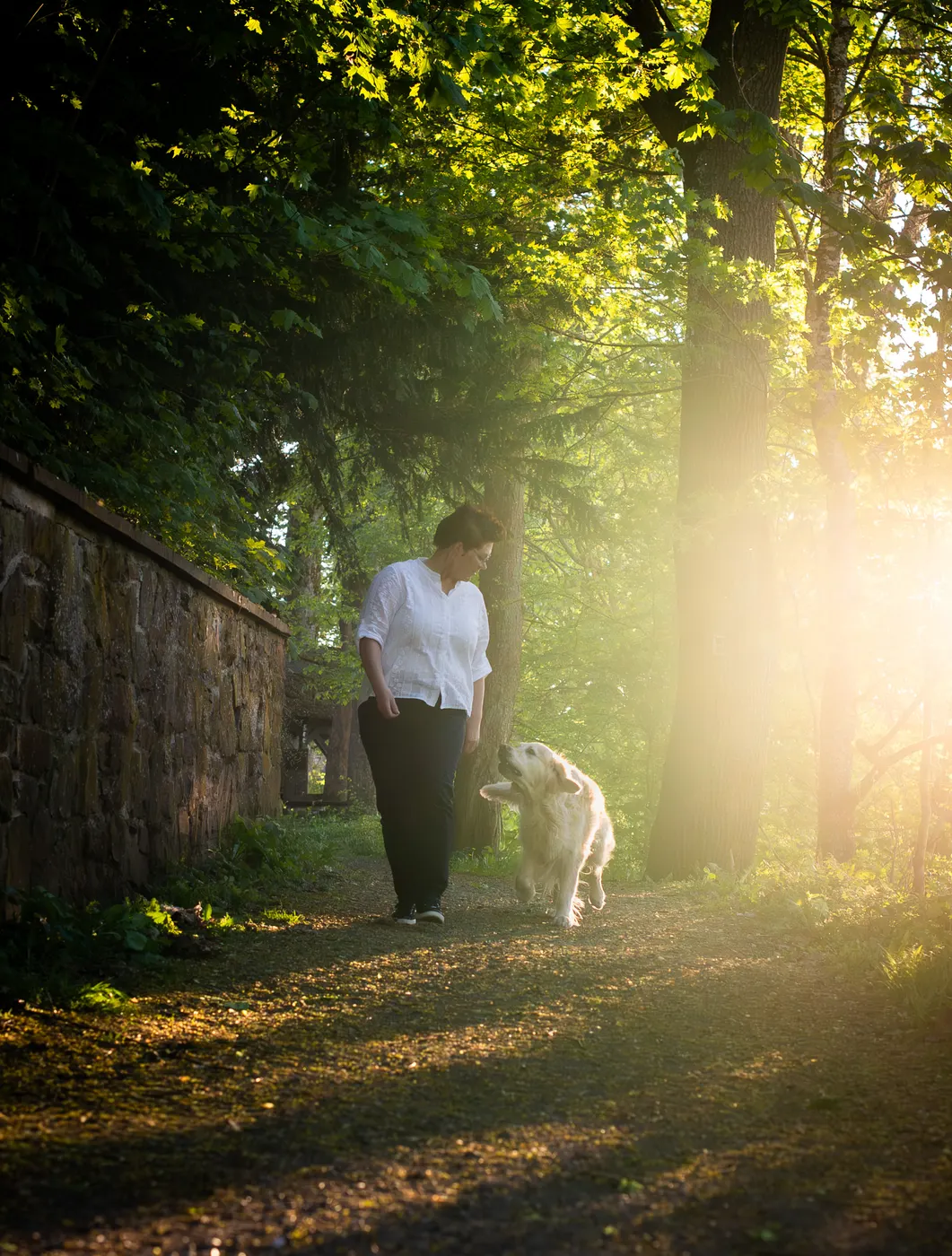 Spaziergang mit Hund durch einen sonnendurchfluteten Wald