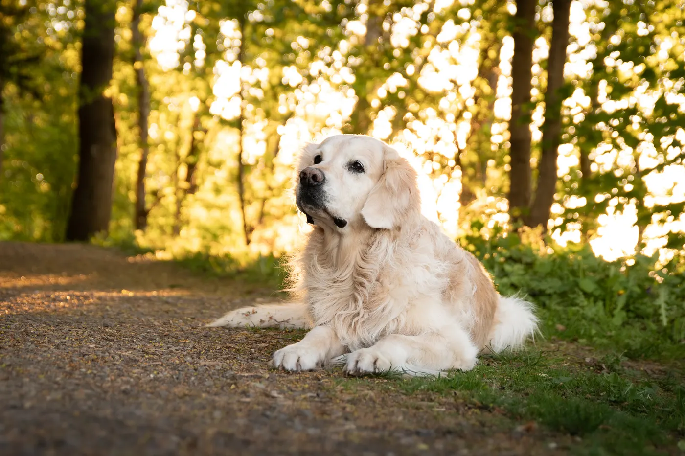 Golden Retriever liegt im Abendlicht auf einem Waldweg