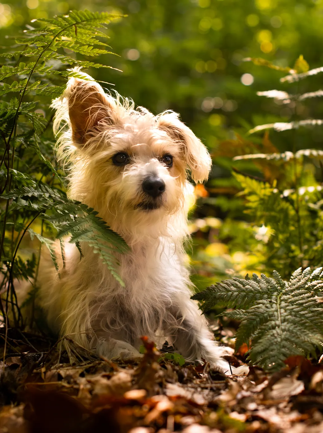 Heller Terrier-Mischling zwischen grünen Farnen