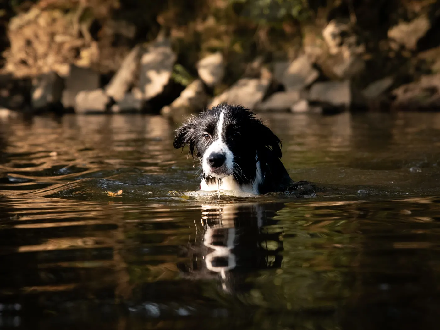 Border Collie schwimmt mit Blick nach vorn durchs Wasser