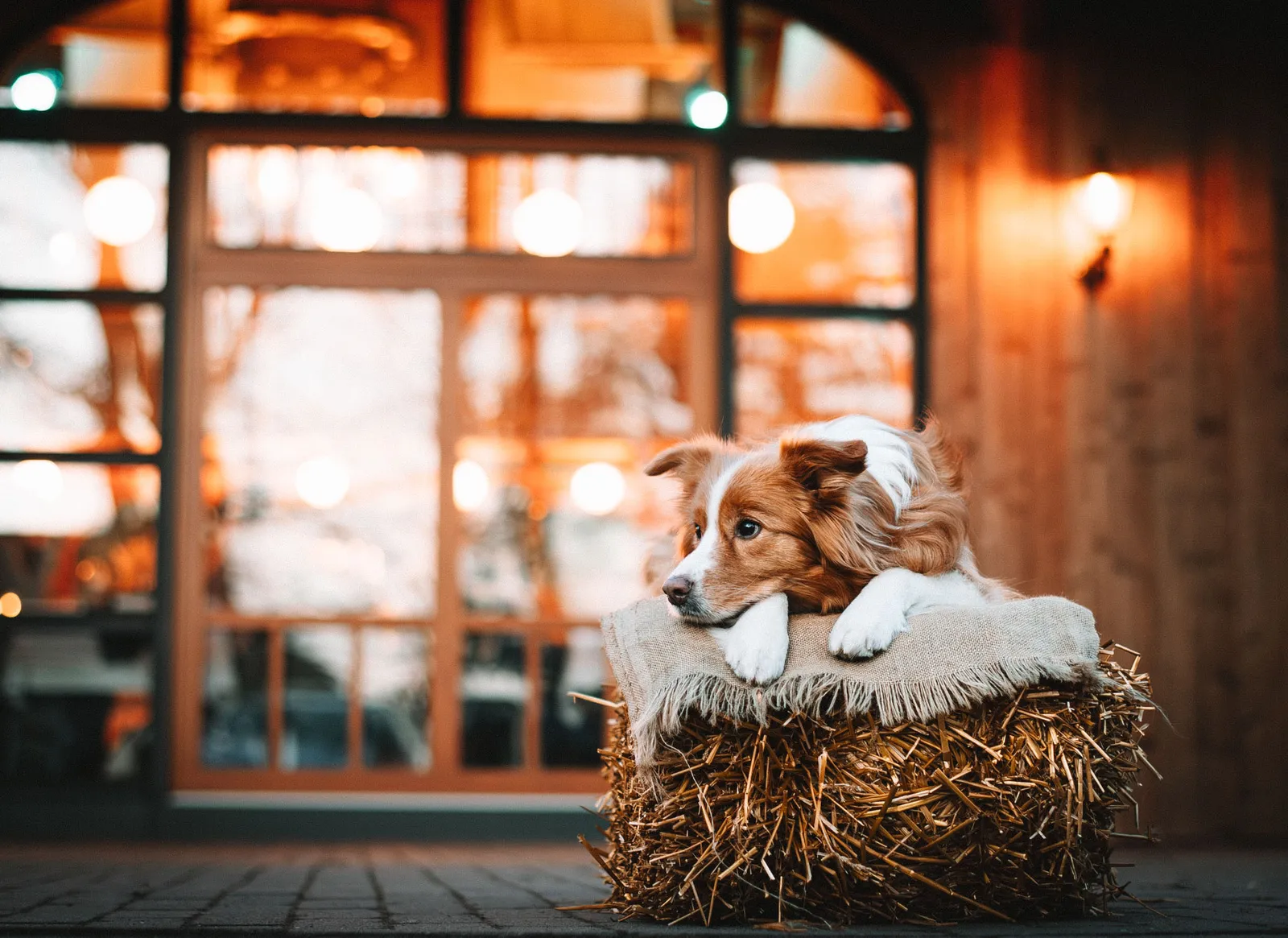Rot-weißer Hund liegt auf einem Strohballen vor einer warm beleuchteten Scheune